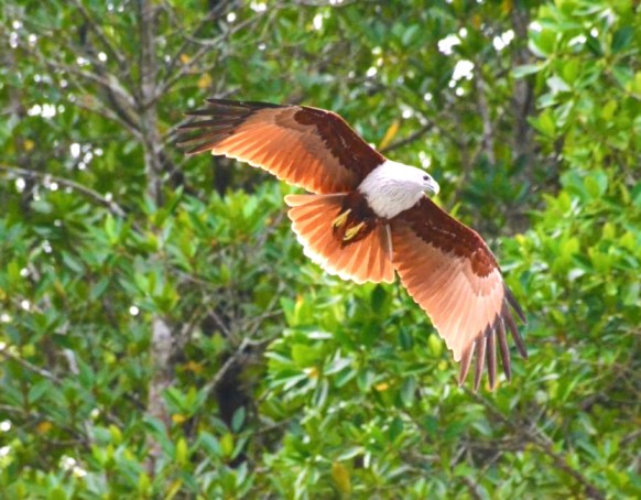 Langkawi Sharing UNESCO Geopark Cruise